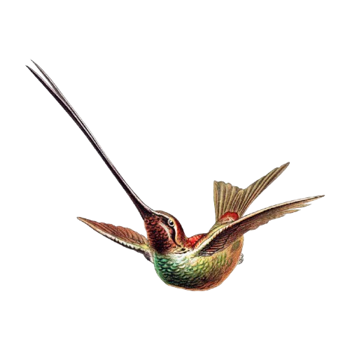 Trochilidae II